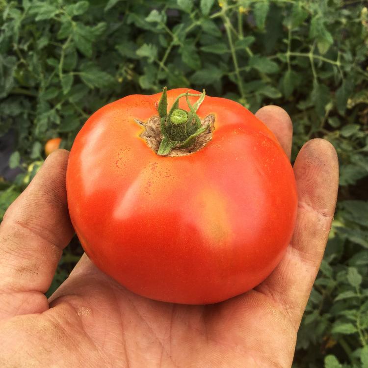 Plant de Tomate Merveille des marchés