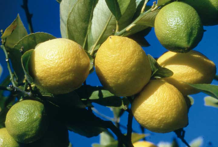 Citrons Variété Verna