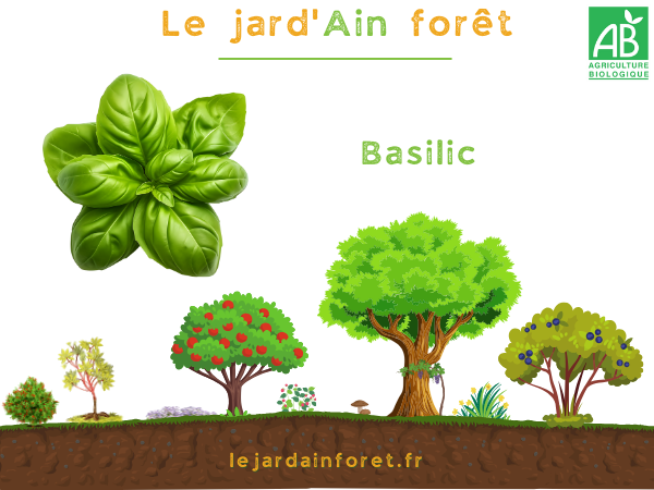 Basilic grand vert