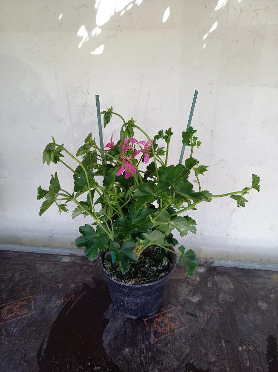Plant de geranium lierre rose-scea les jardins kobloth- retiré
