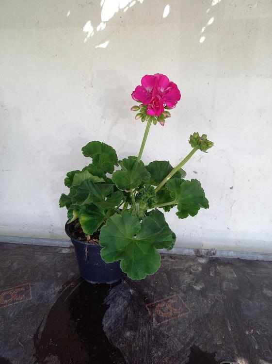 Plant de geranium zonal rose-scea les jardins kobloth- retiré