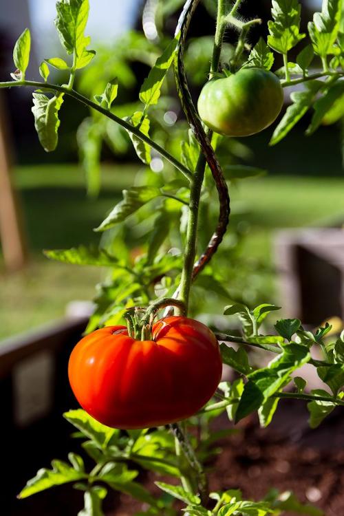 Plant tomate Marmande-scea les jardins kobloth- retiré