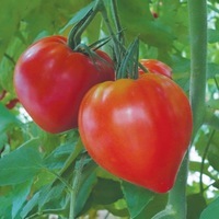 Plant tomate Cauralina (type cœur de bœuf)-scea les jardins kobloth- retiré