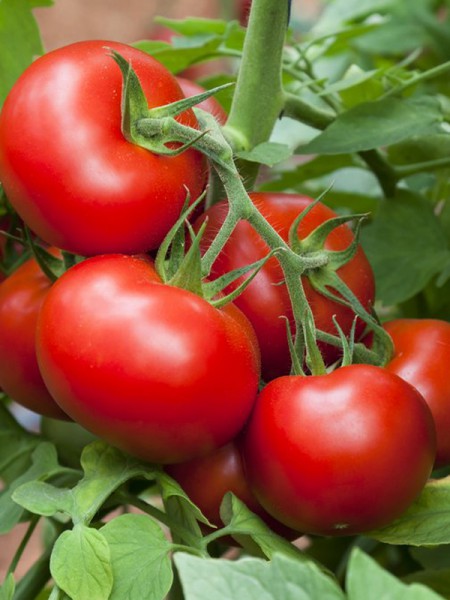 Plant de tomate maestrea-scea les jardins kobloth- retiré