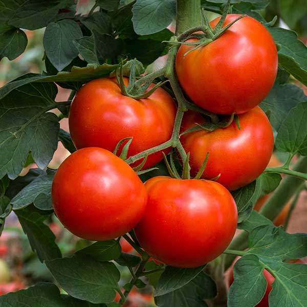 Replant tomate Montfavet-scea les jardins kobloth- retiré