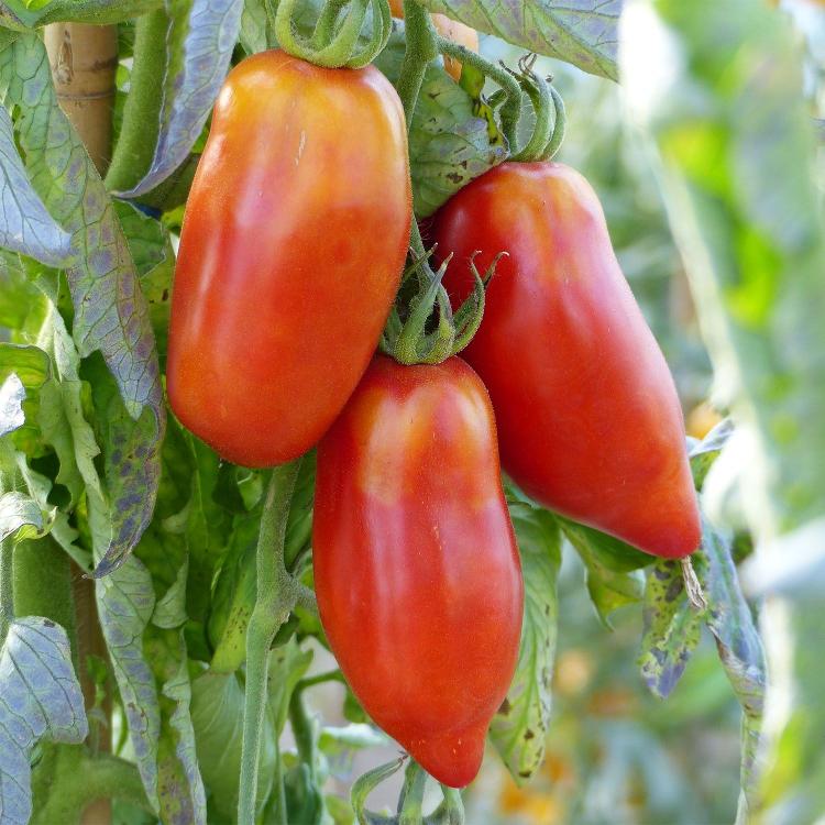 Plant tomate cornue des Andes-scea les jardins kobloth- retiré