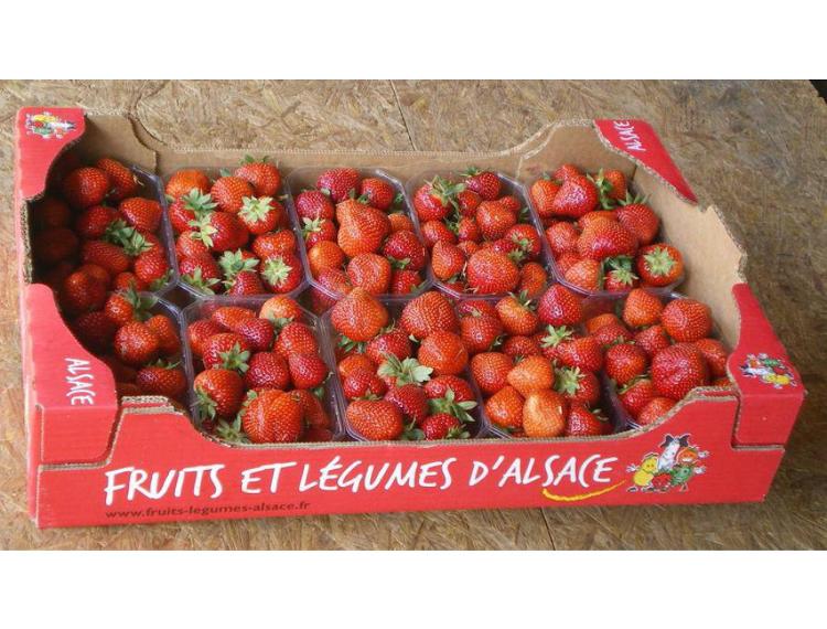 Plateaux de fraises Cléry 5kg