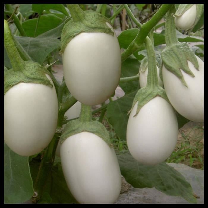 Aubergines blanches