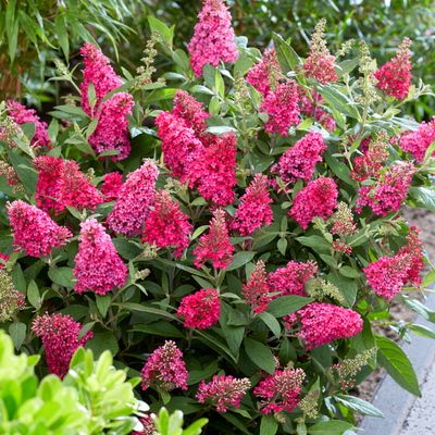 BUDDLEIA BUTTERFLY CANDY LITTLE RUBY