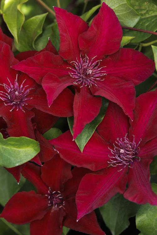 CLEMATIS BOULEVARD NUBIA ROUGE VIVACE
