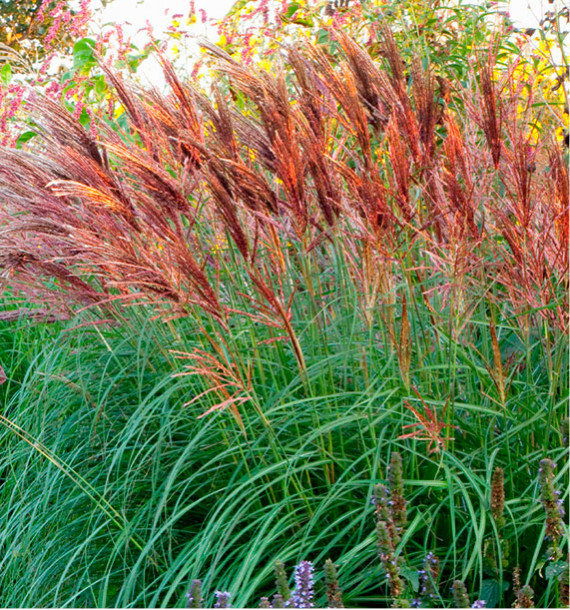 MISCANTHUS SINENSIS RED CHIEF VIVACE