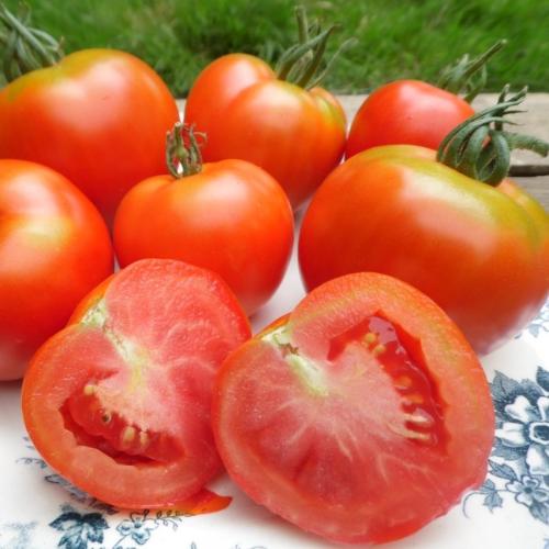 Plant Tomate Montfavet