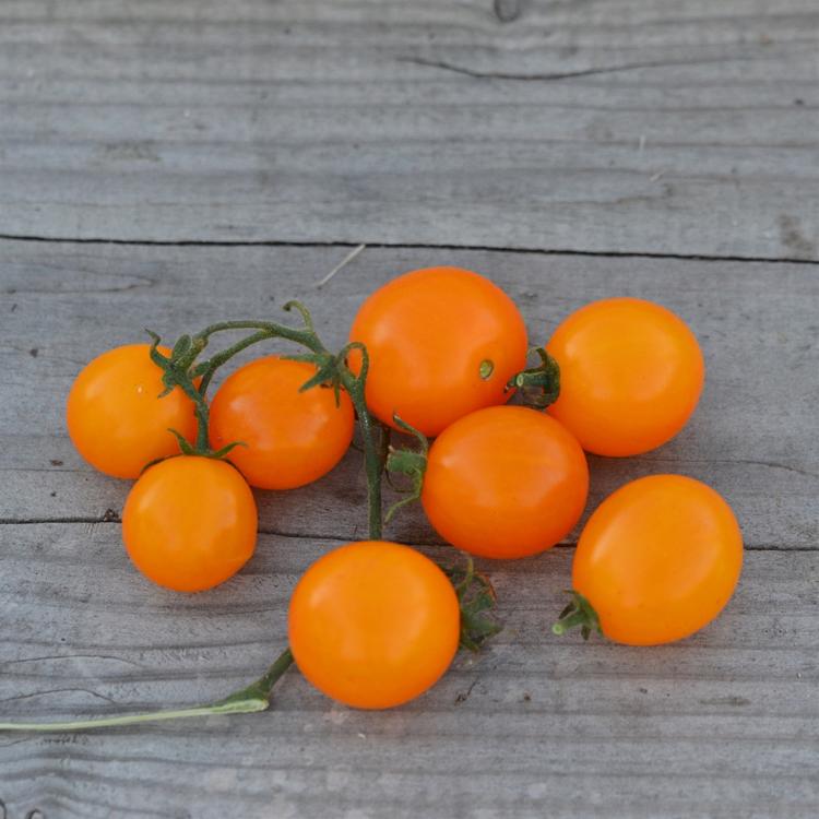 Plant Tomate cerise orange