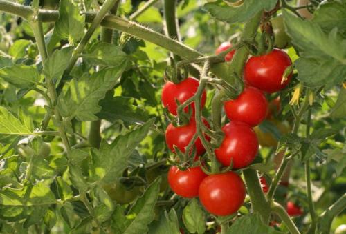 Plant Tomate cerise rouge