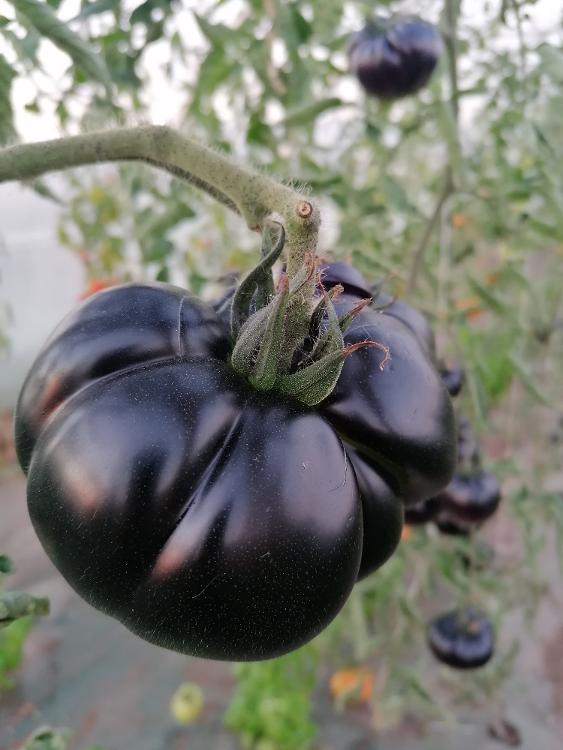 Tomate Black Beauty