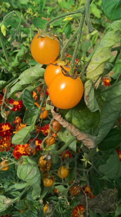 Tomate cerise Gold nugget