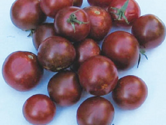 Tomate Black Cherry / Cerise noire