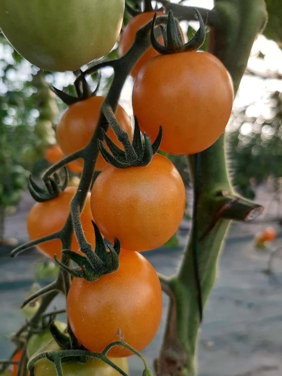 Tomate cerise Ambrosia orange