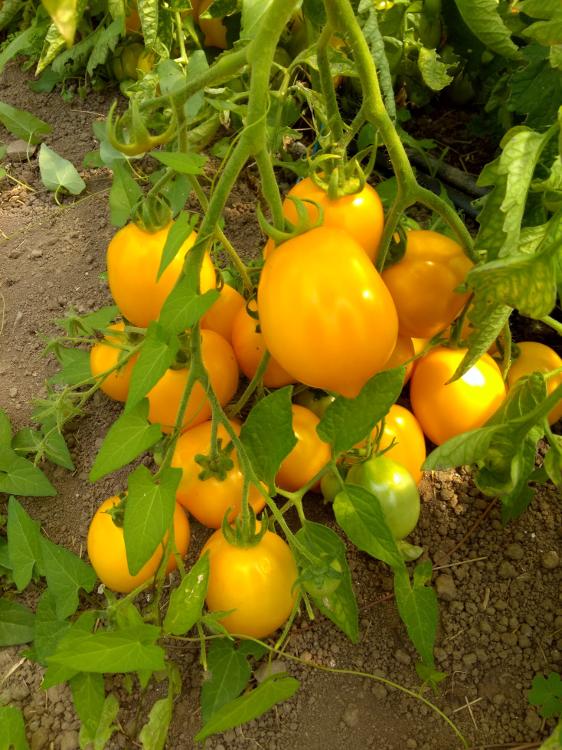 Tomate Téton de Vénus jaune