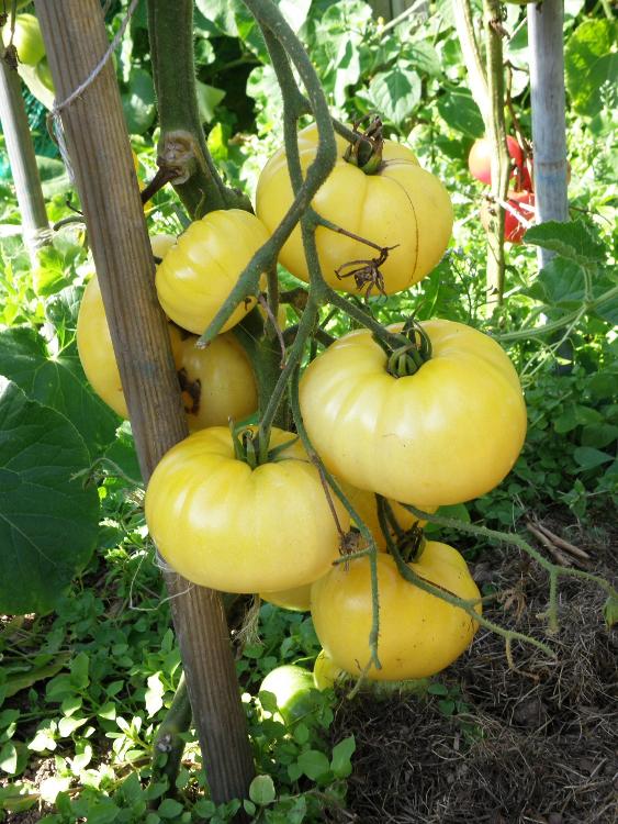 Tomate White Queen