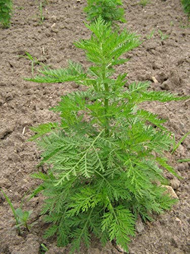 Artemisia annua C10.5