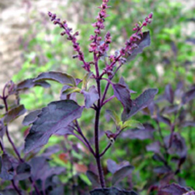 Basilic Tulsi Krishna à feuilles violettes G8