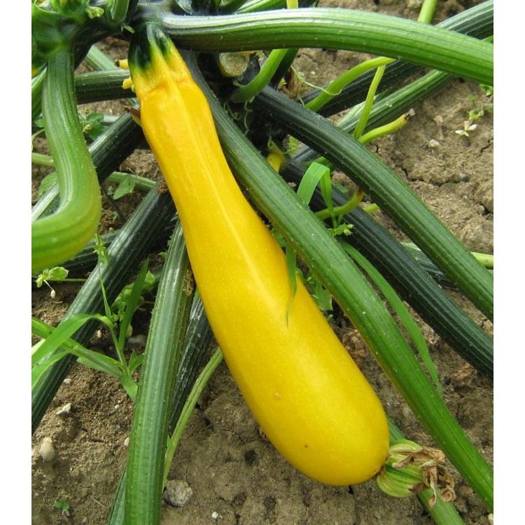 Courgette Gold rush G8