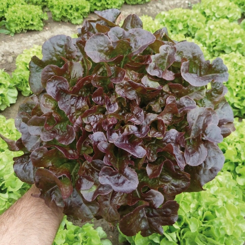 Salade feuille de chêne rouge M4