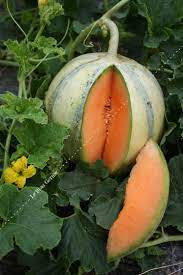Melon Cantaloup védrantais G8