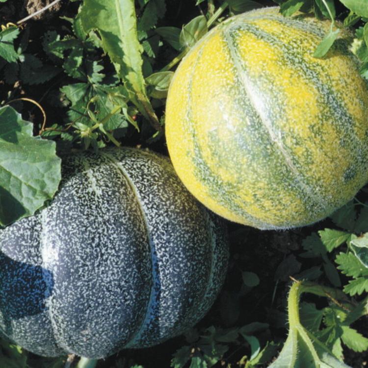 Melon Petit gris de Rennes G8