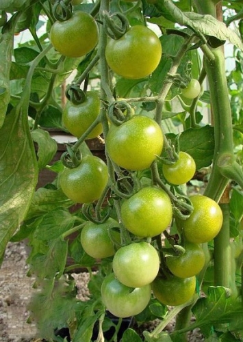 Tomate cerise Green doctor frosted G8