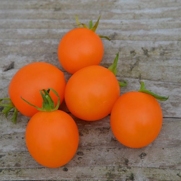 Tomate cerise Orange berry G8