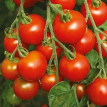 Tomate cerise Rouge Ronde G8