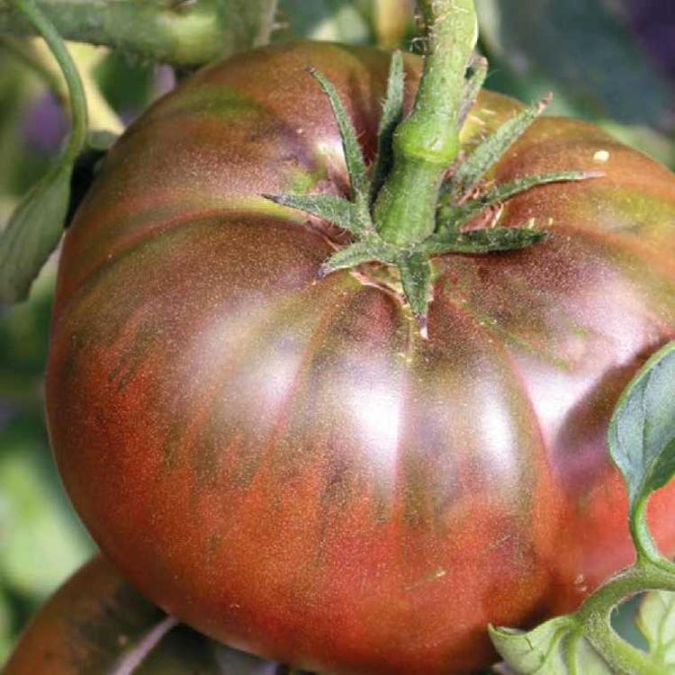Tomate Noire de Crimée G8