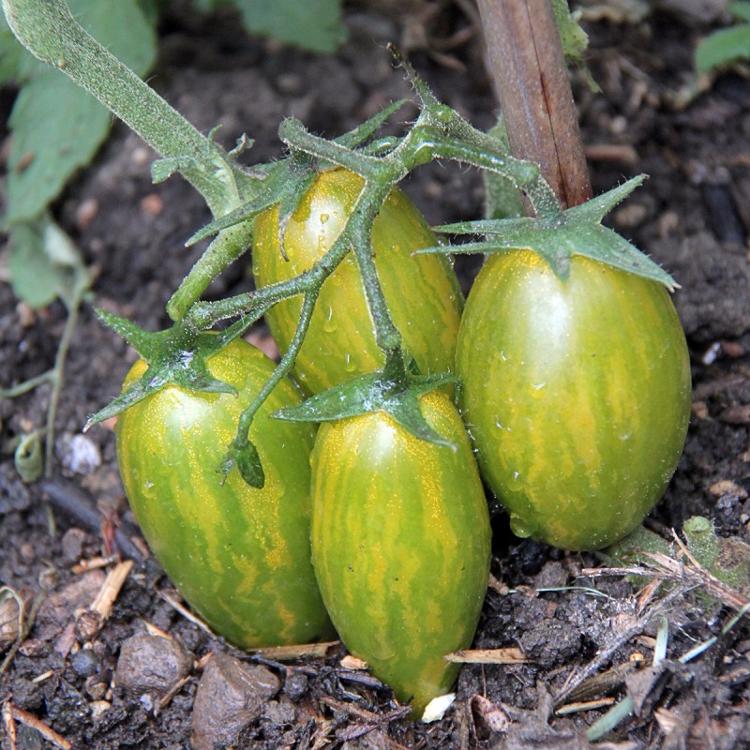 Tomate Green tiger G8
