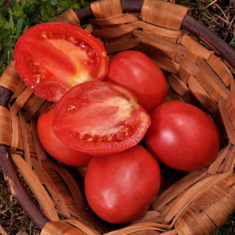Tomate précoce Grushovka G8