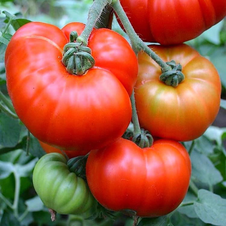 Tomate Marmande G8