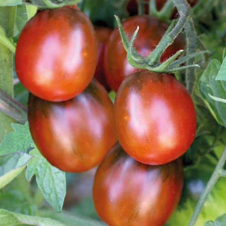Tomate Prune Noire G8