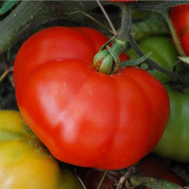 Tomate Super Marmande C10.5