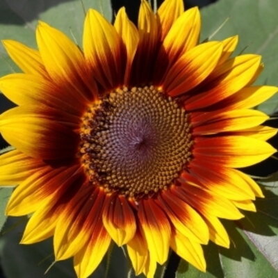Tournesol Ring of fire G8
