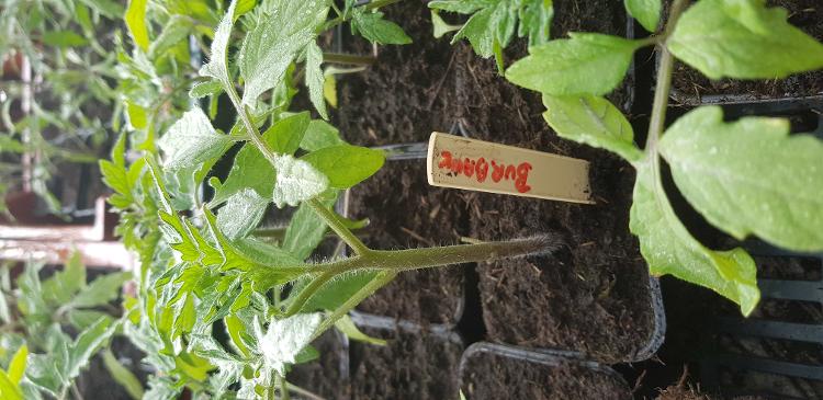 Plant Tomate Burbank