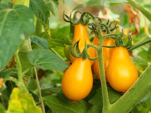 Plant de Tomate Poire Jaune (type cerise)