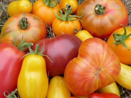 Tomates anciennes population (mélange) - origine France