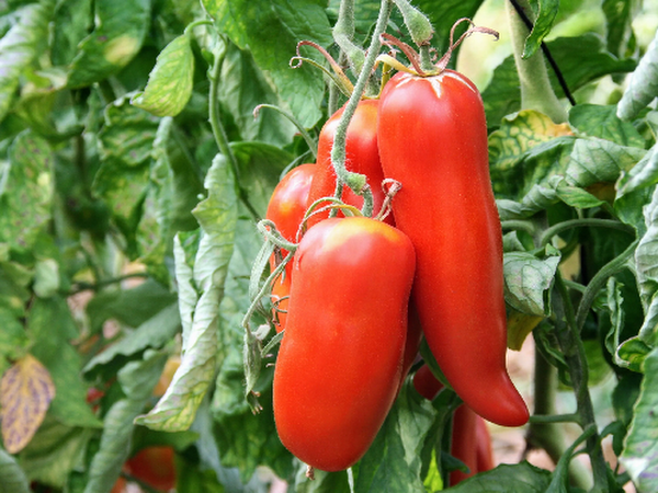 Plant de Tomate Andine Cornue
