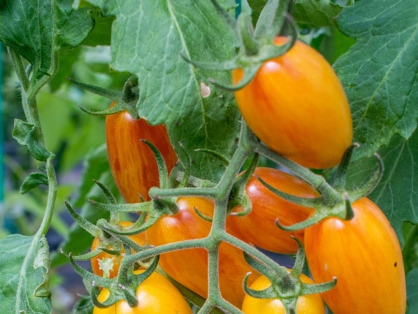 Plant de Tomate Blush (type cocktail)