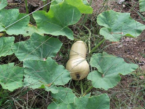 Plant courge Butternut
