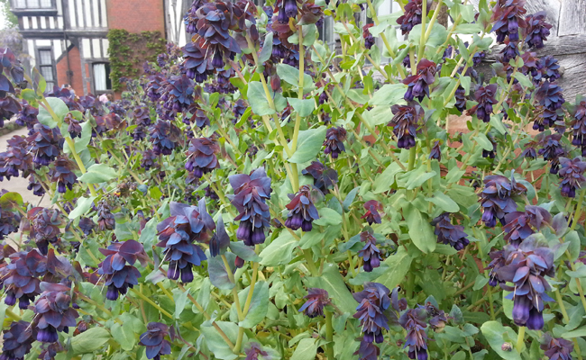 Plant de cerinthe major purpurascens (pot 1,5L)