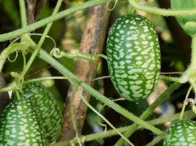 Plant mini concombre Zehneria (concombre apéro)