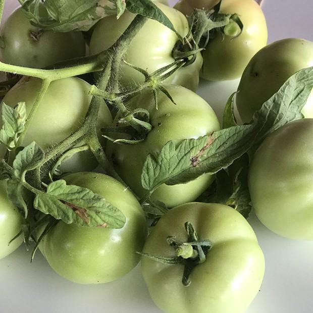 Tomate verte pour confiture  - Origine France