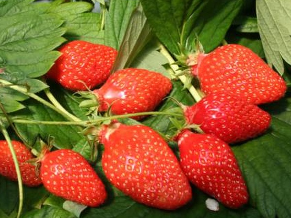Plant de fraisier Guariguette